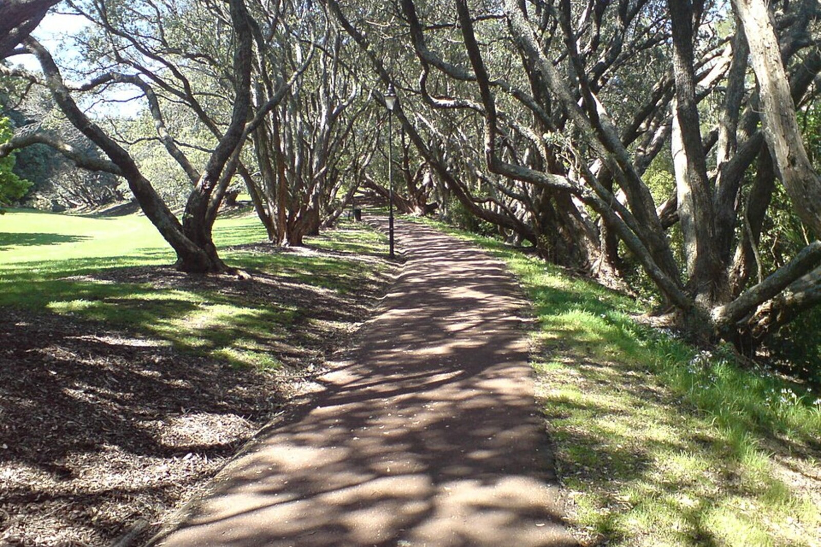 A pedestrian trail in Auckland Domain, a representative path for the Lover's Walk stop
