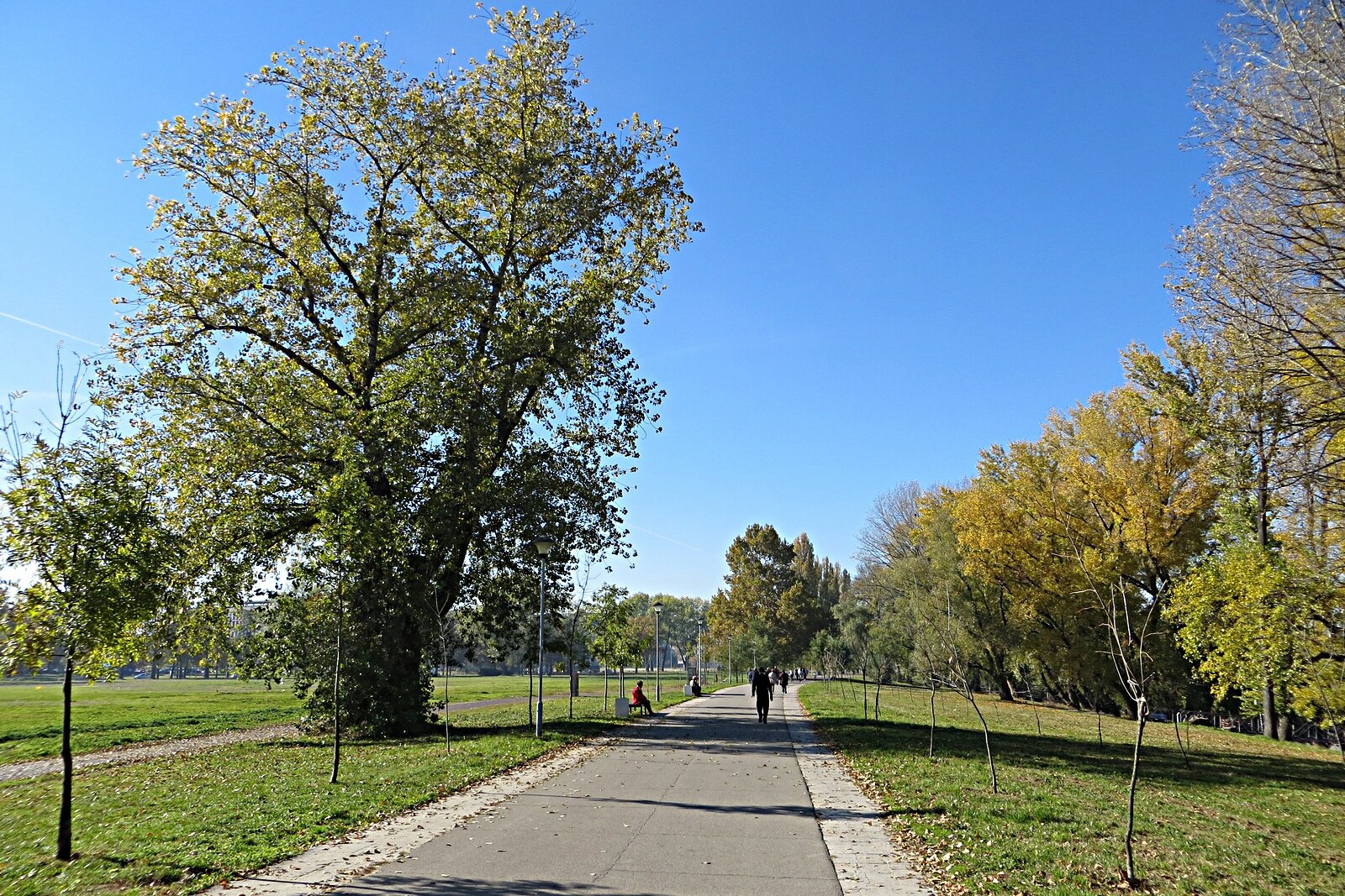 An avenue of plane trees and a green lawn in the Park of Friendship