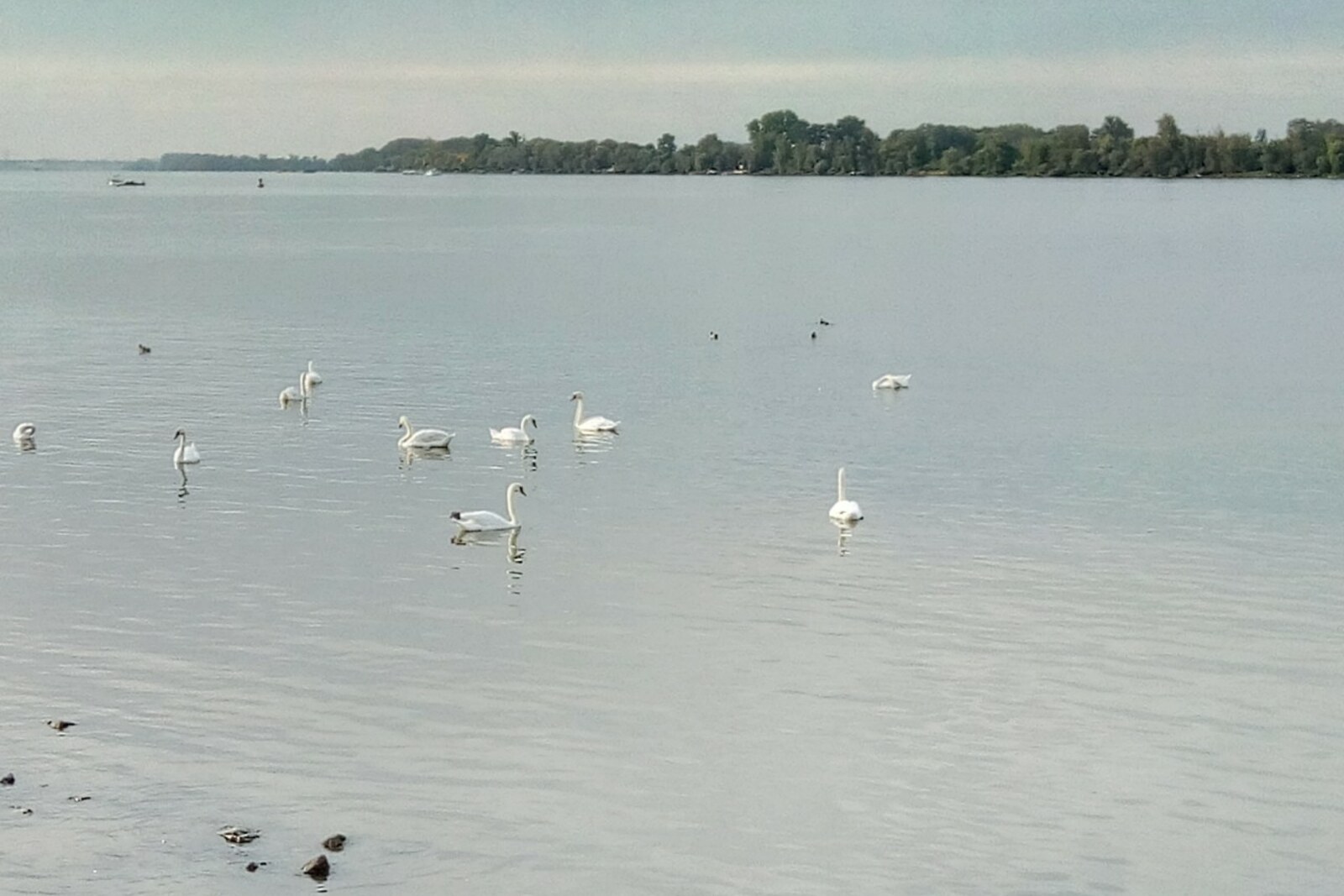 Swans on the Danube River quay in Dorćol