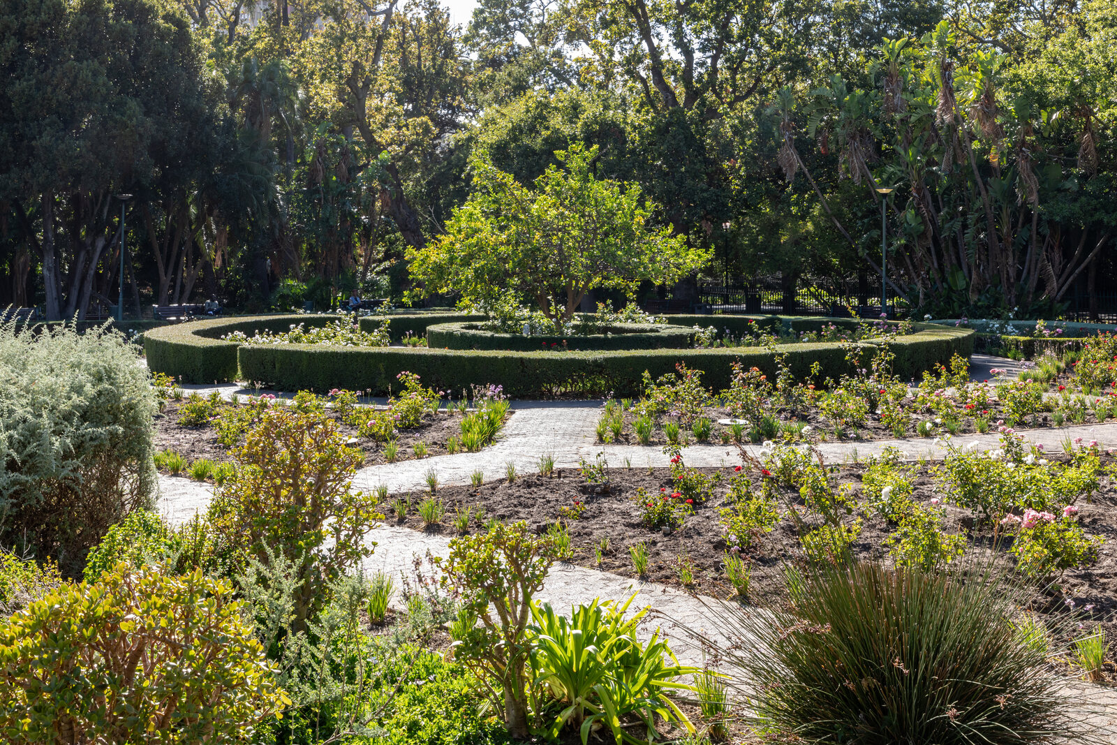 Green avenues of Company's Garden in Cape Town's historic center.