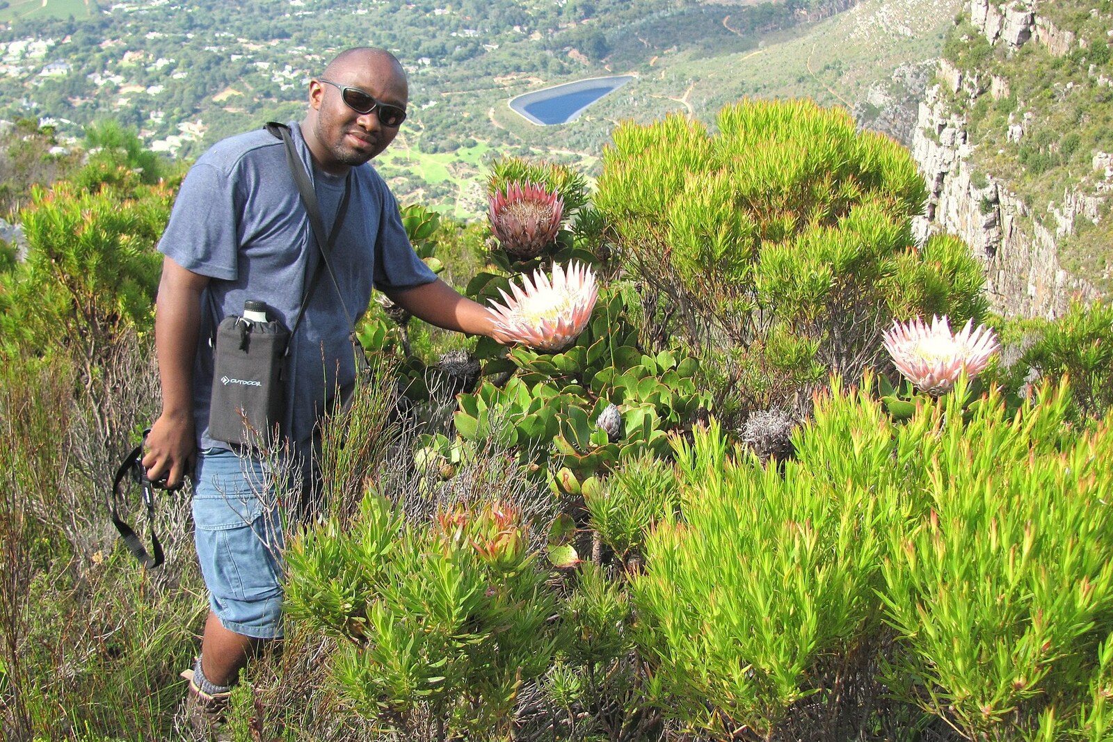 King protea in the fynbos of Table Mountain.