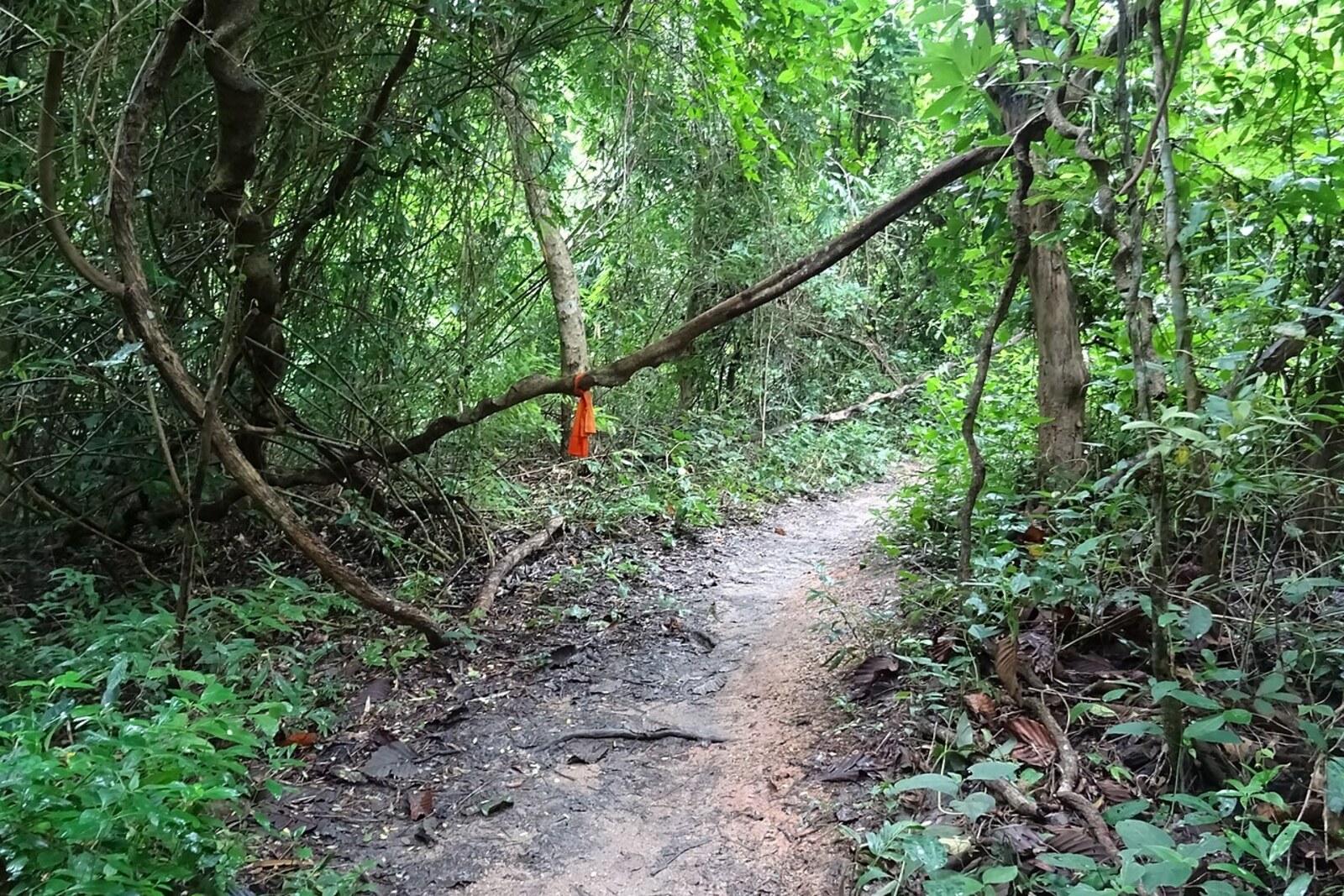 A green forest trail on Doi Suthep