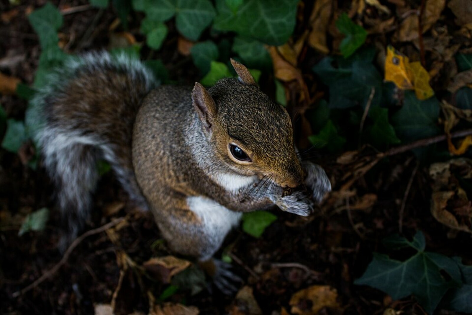 St. Stephen's Green, Dublin, Ireland