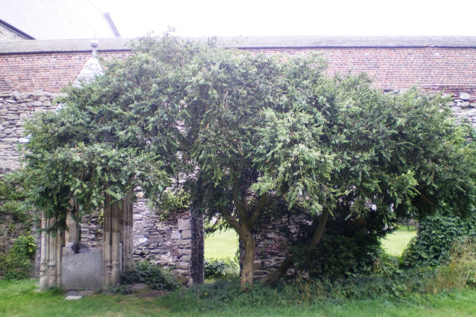 A row of shaped trees with green crowns against the ruins of Saint Bavo's Abbey.