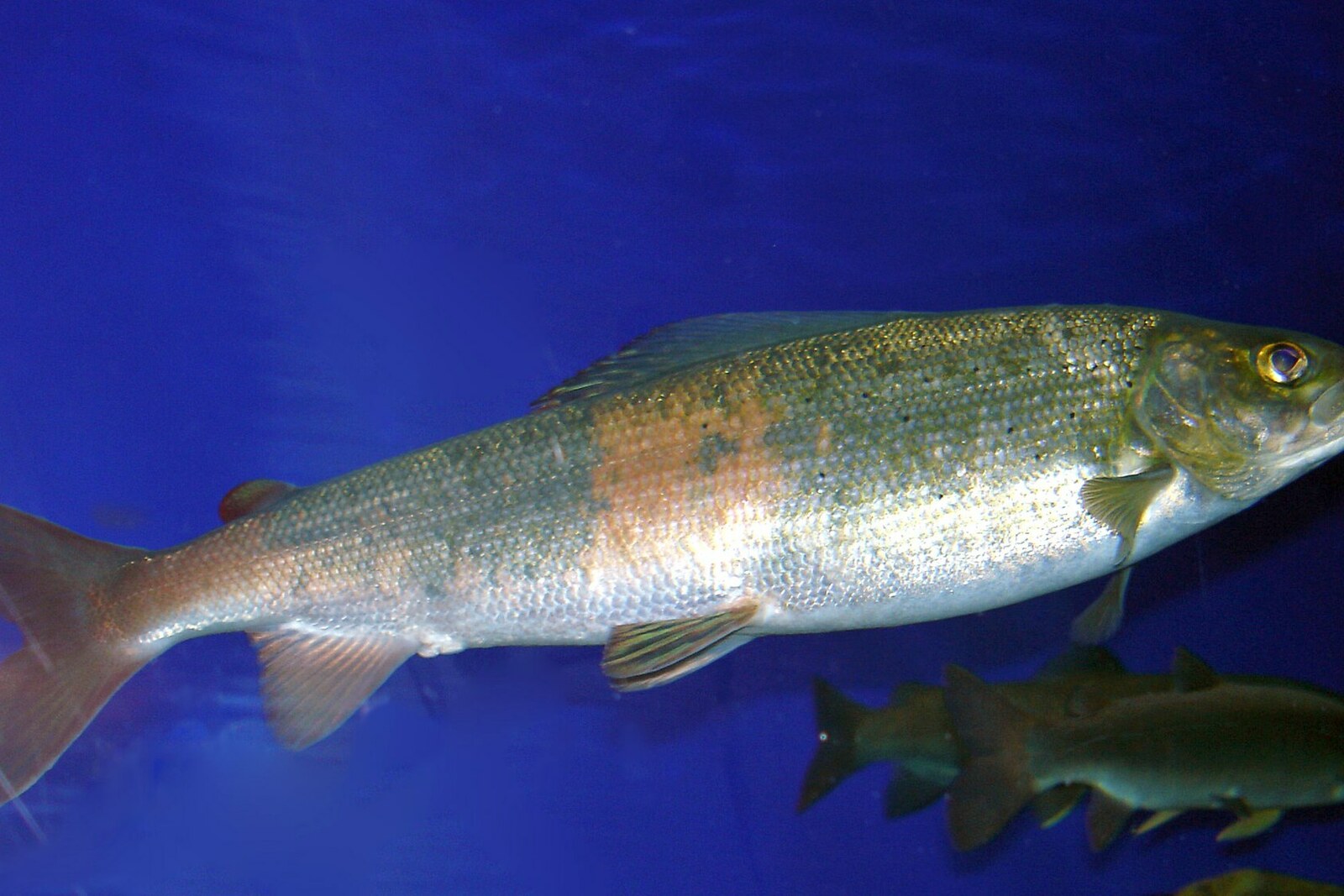 Baikal grayling in an aquarium at the Baikal Museum