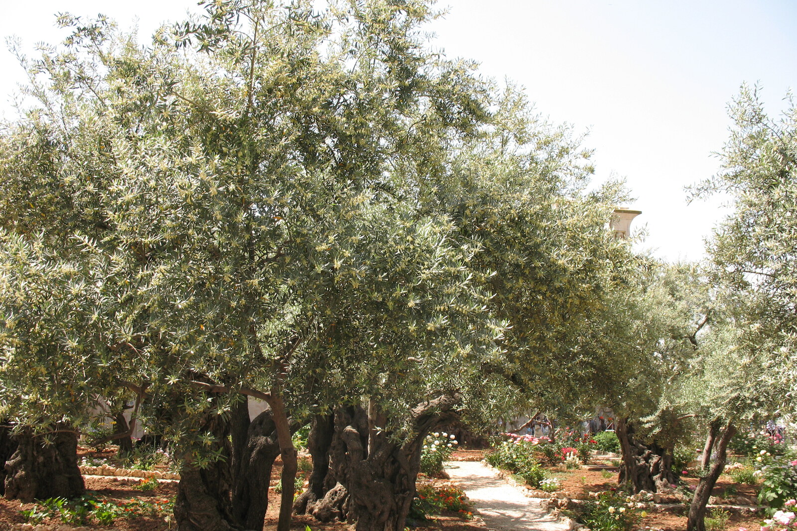 Old olive trees with twisted trunks in the Garden of Gethsemane