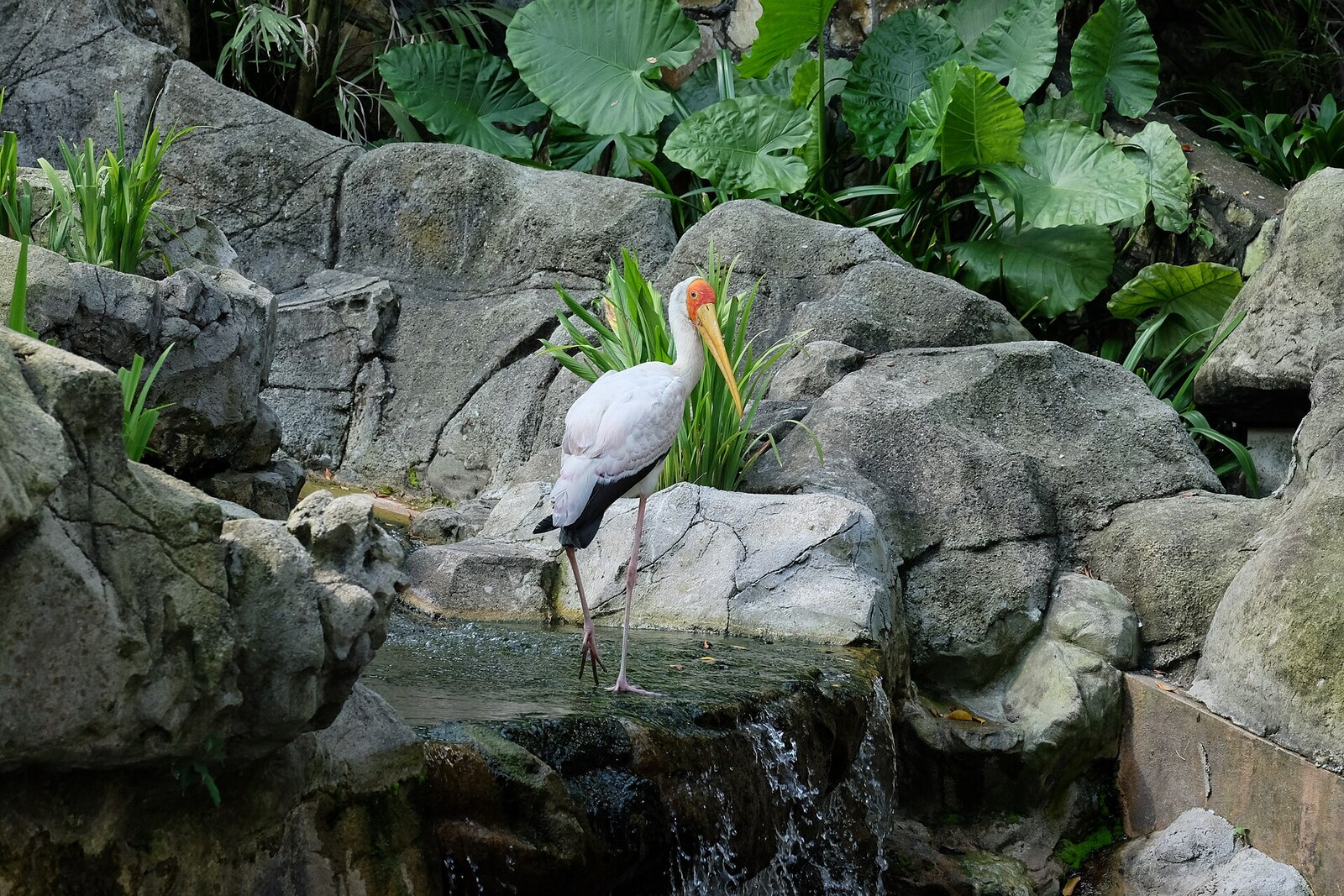 KL Bird Park 4
