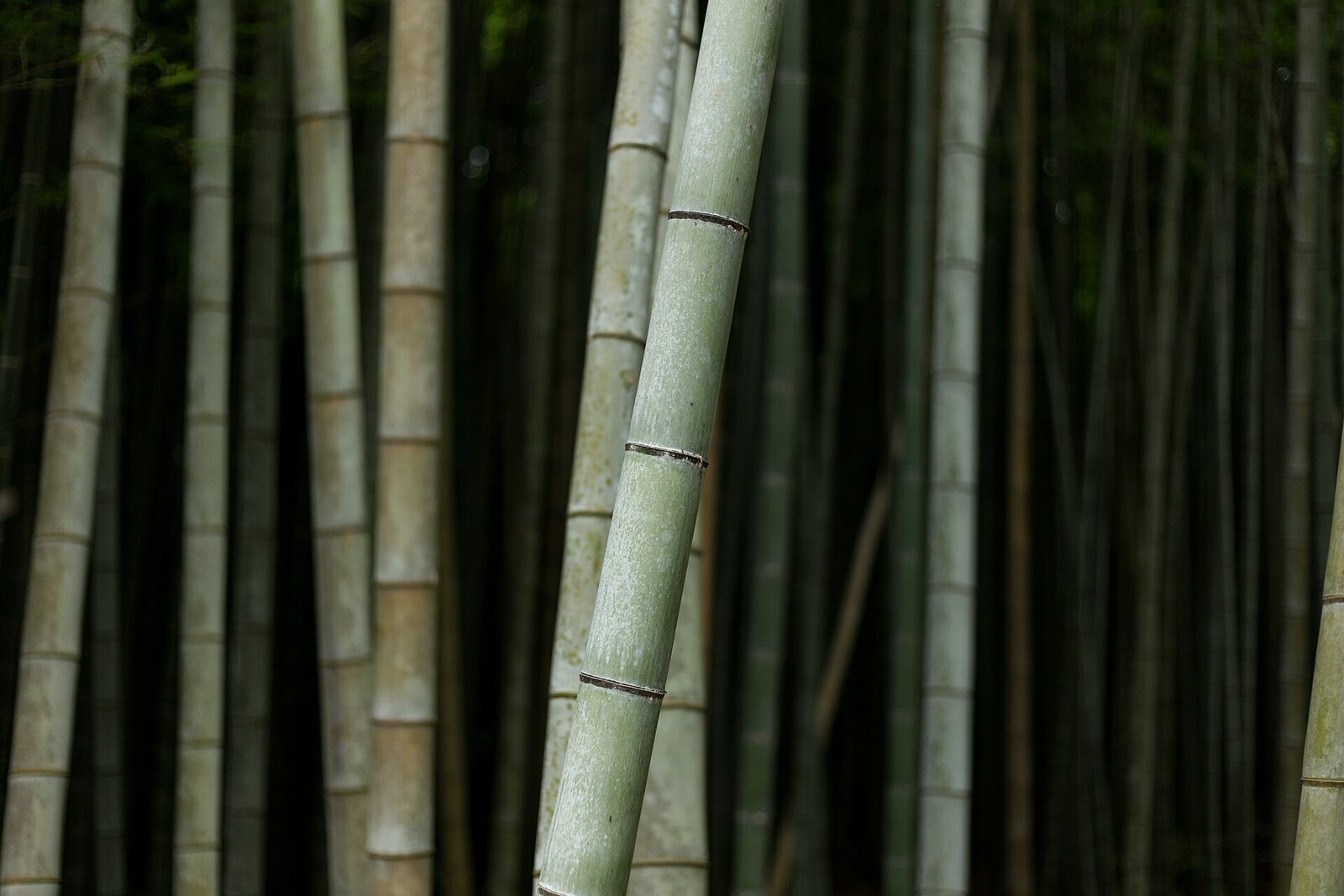 Bamboo forest in Arashiyama, Kyoto, Japan