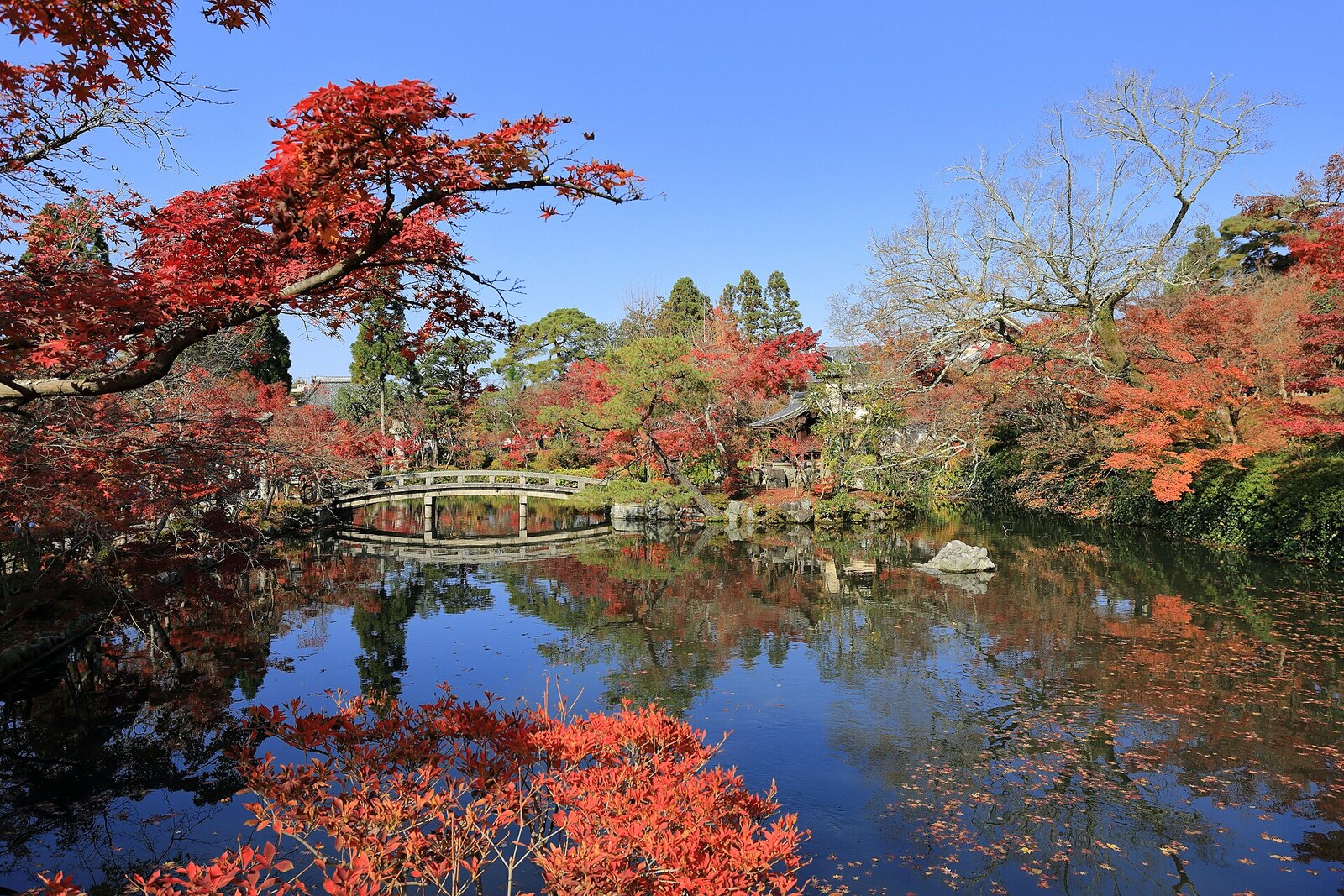 Eikan-do garden with bright maples and a pagoda