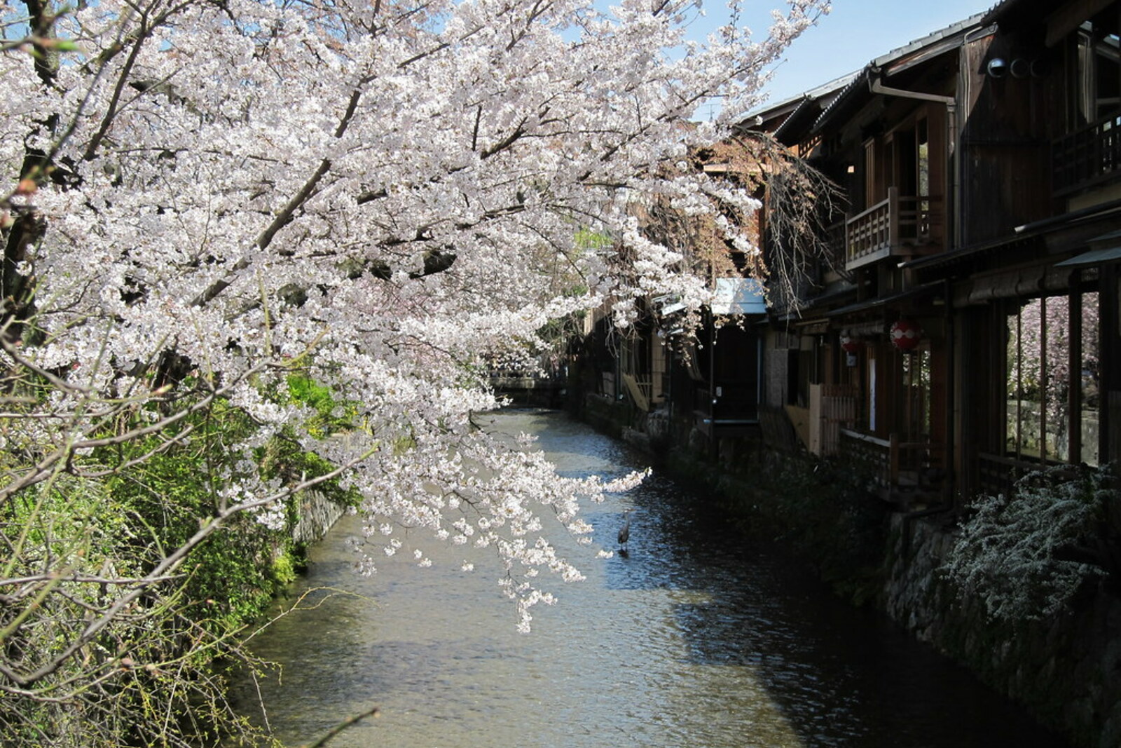 The Shirakawa River in Gion, Kyoto, with wooden houses by the water.