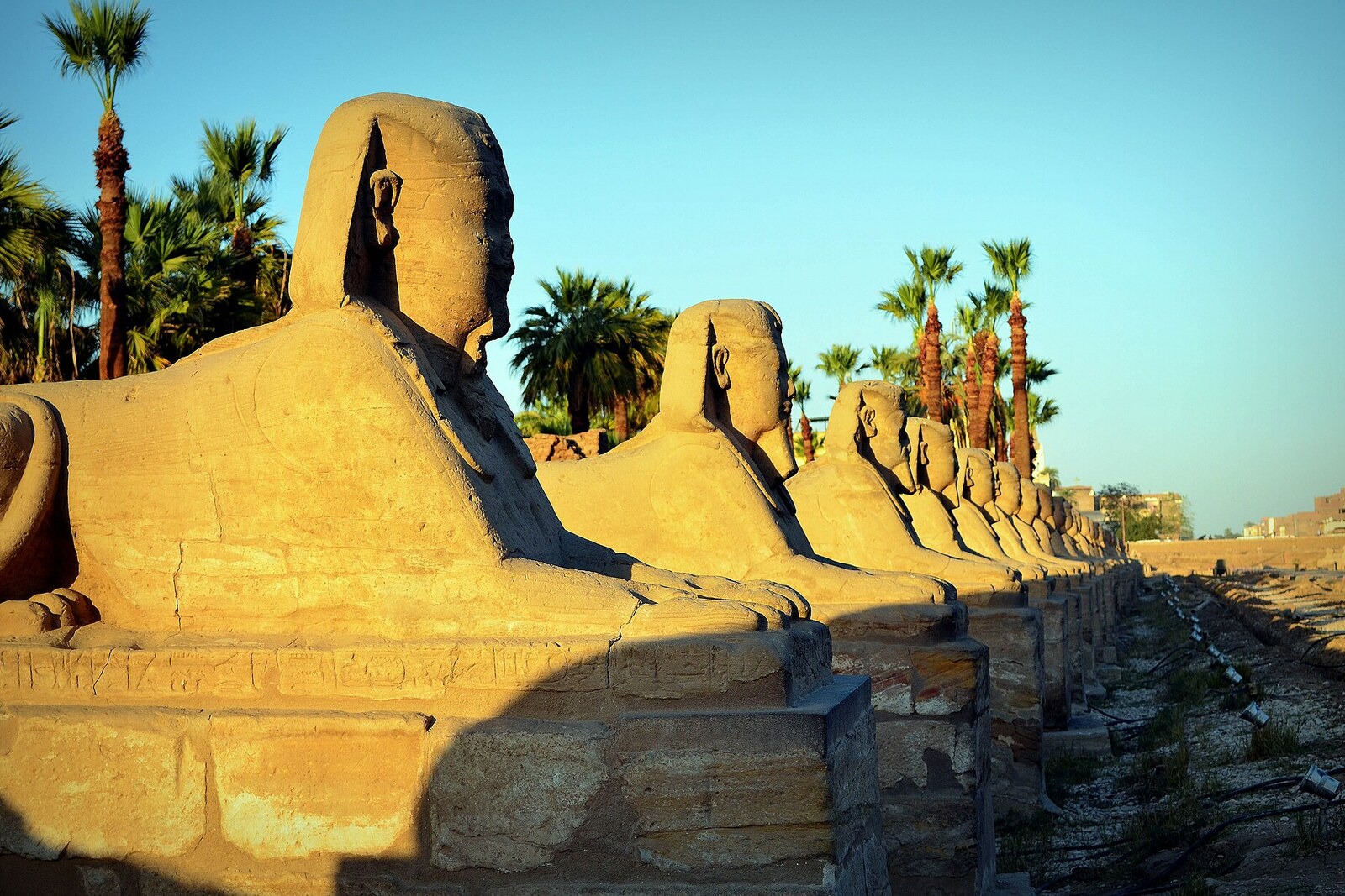 A row of sphinxes along an open section of the Avenue of Sphinxes in Luxor.