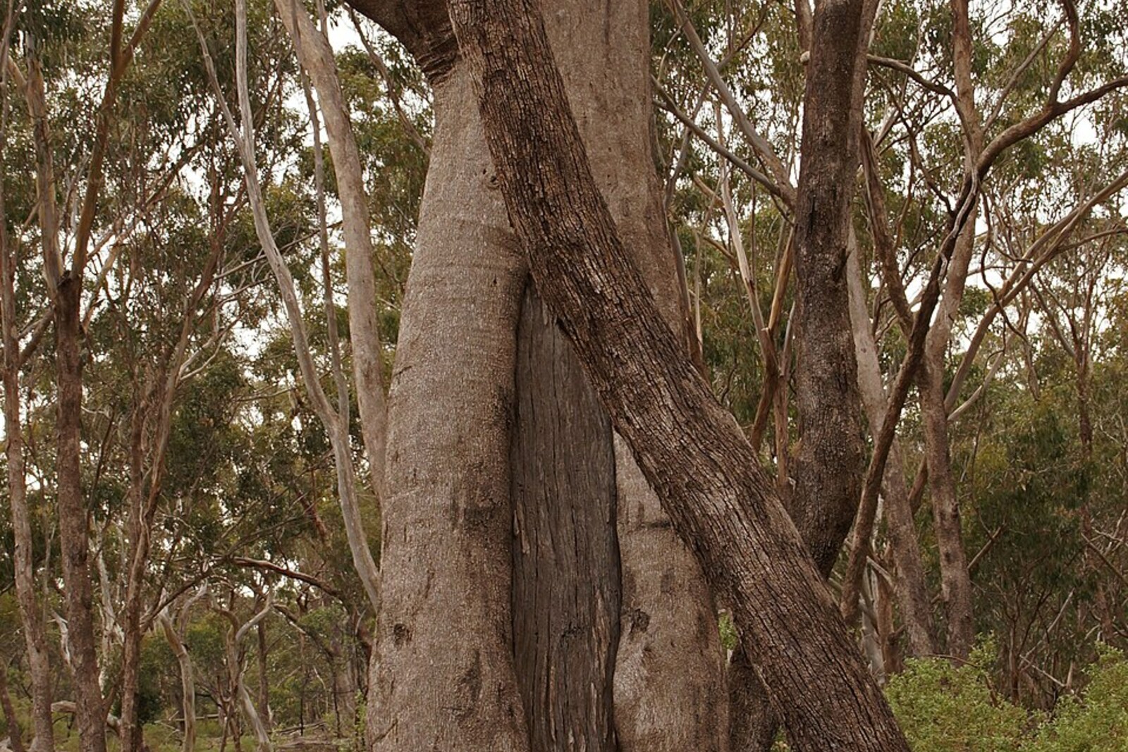 An Aboriginal scarred tree in Victoria; the image illustrates the type of mark, but it is not the tree from Yarra Park