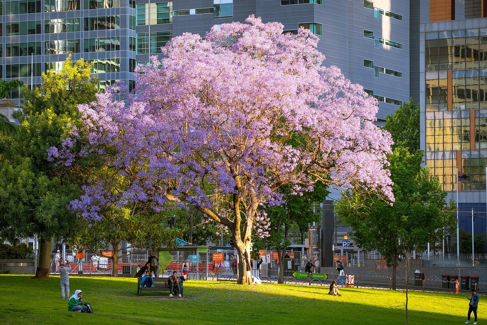 Jacaranda in Flagstaff Gardens in Melbourne