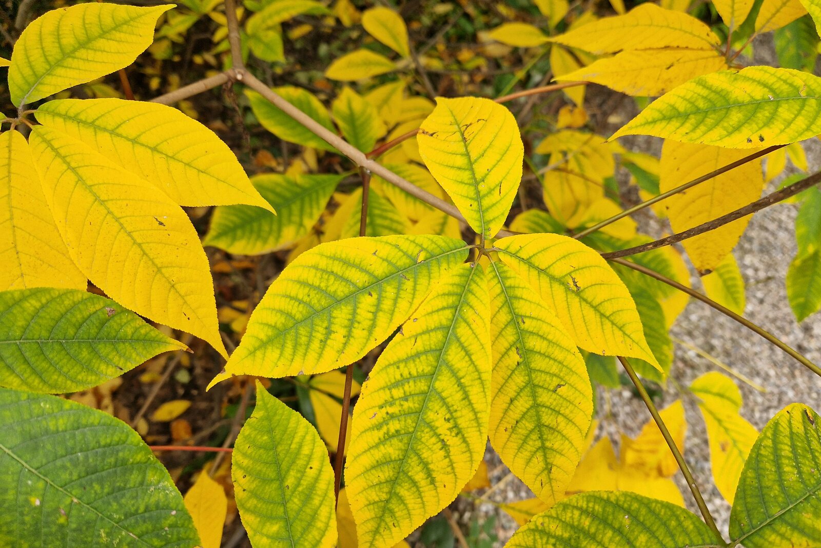Brera Botanical Garden
