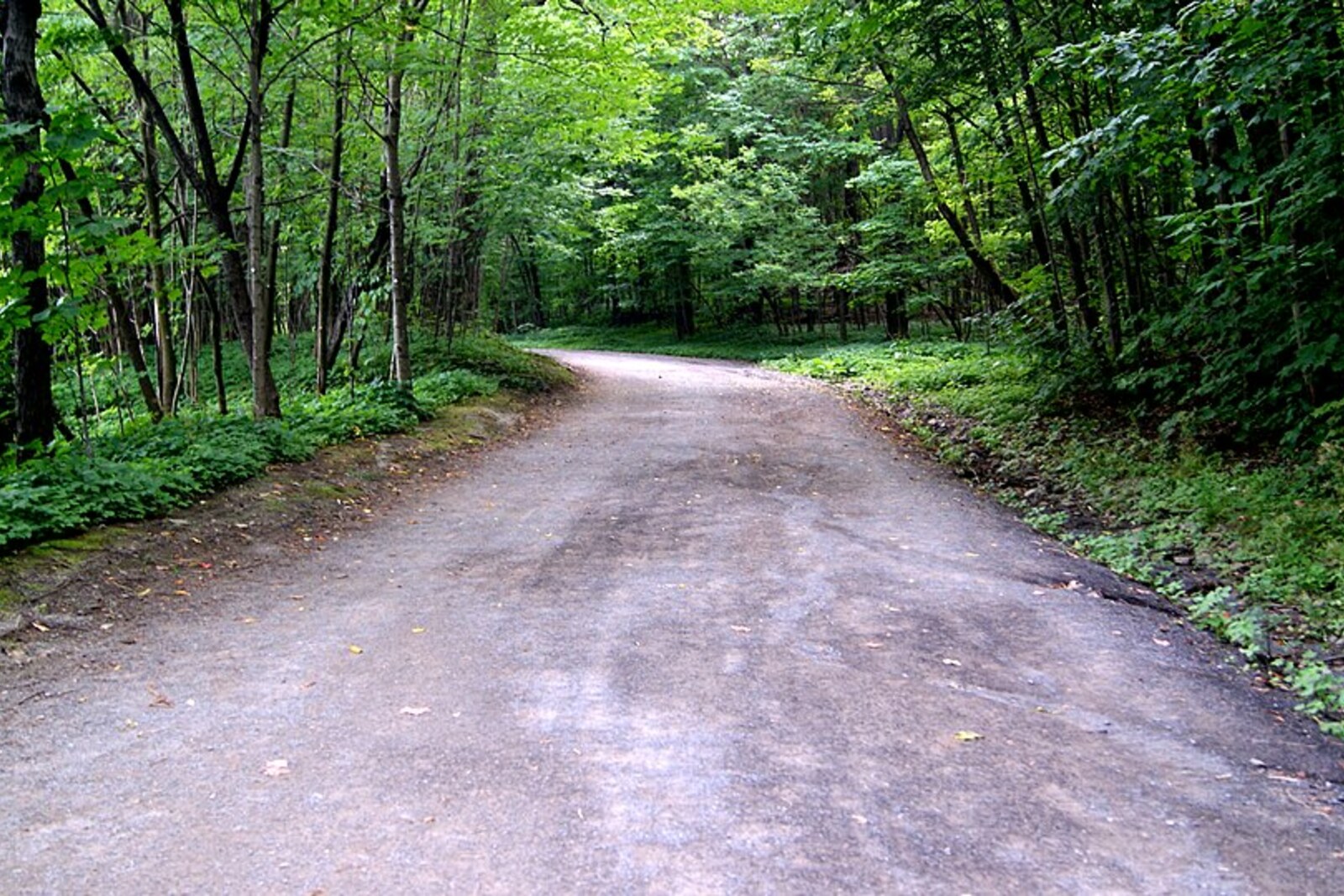 A dirt path in the woods with a gentle bend and green trees along its edges.