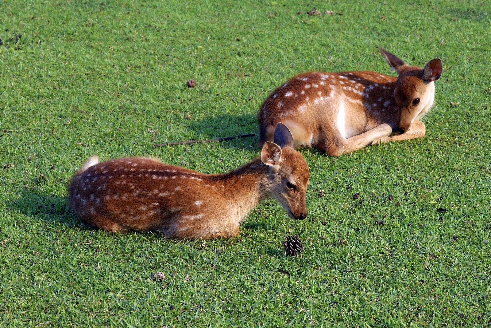 A deer on a lawn in Nara Park.