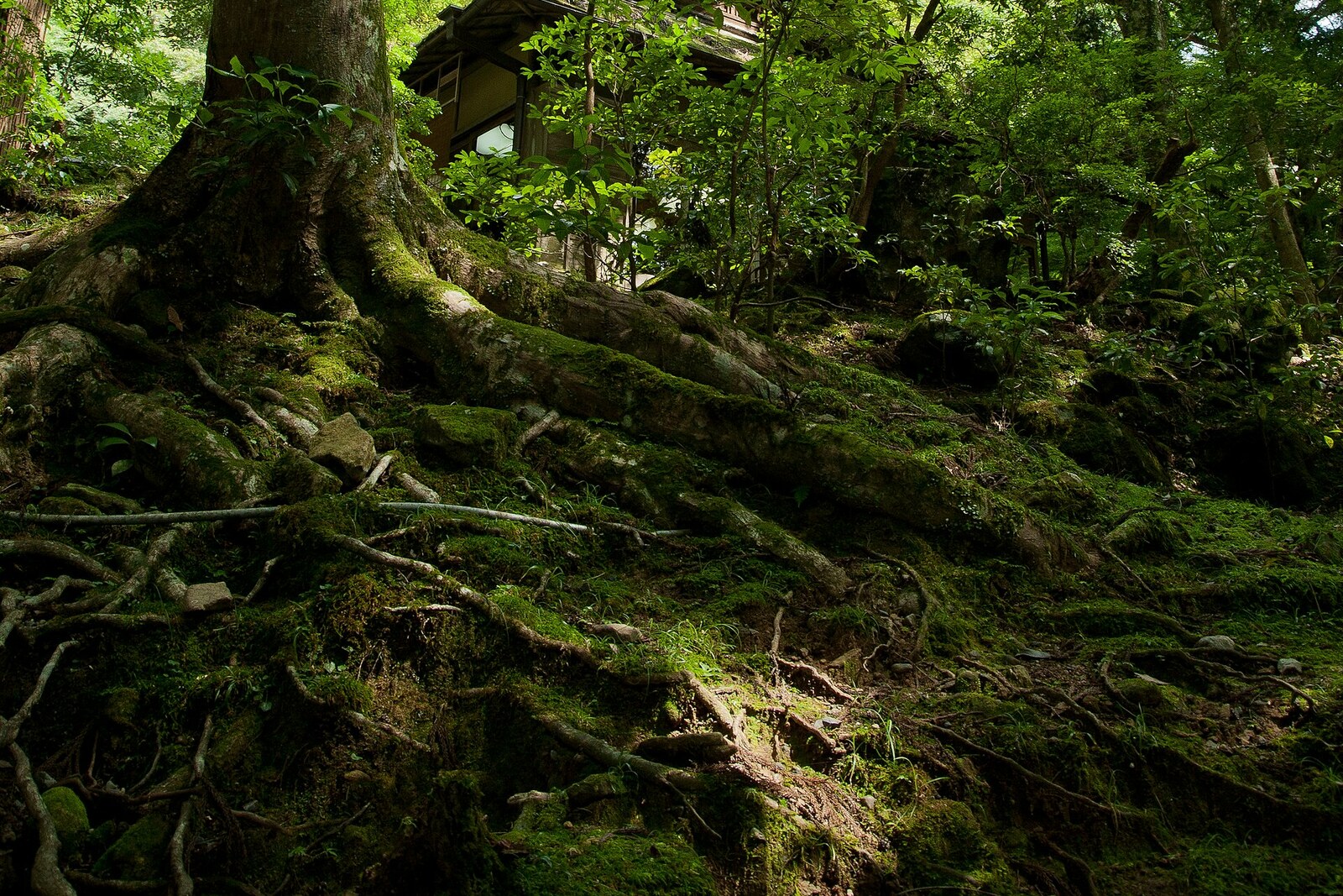 Dense Kasugayama Primeval Forest in Nara.