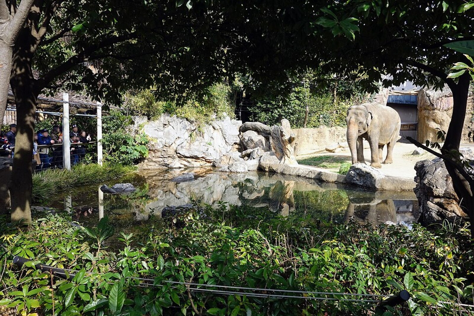 An elephant at Tennoji Zoo in Osaka.