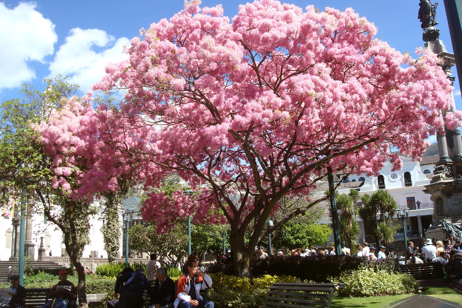 Plaza Grande in Quito's historic center