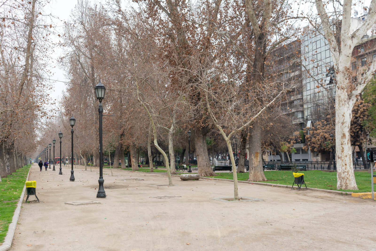A straight, shaded avenue beneath tree canopies in Parque Forestal.