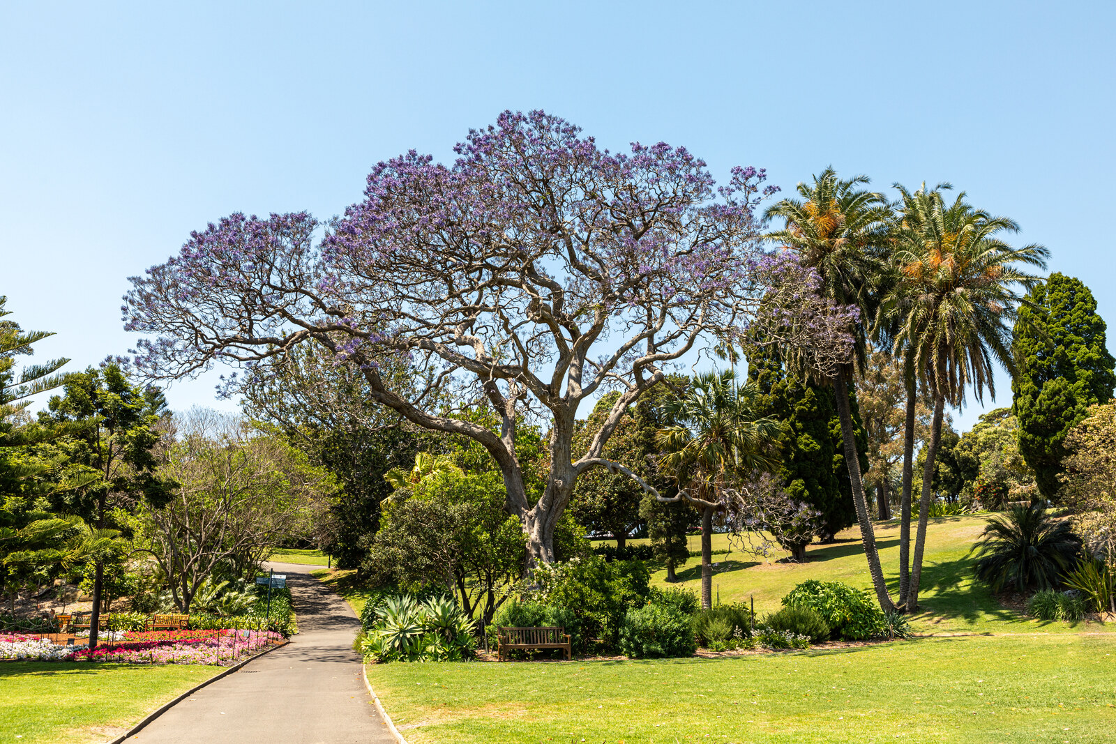 Sydney (AU), Royal Botanic Garden Sydney — 2019 — 3082