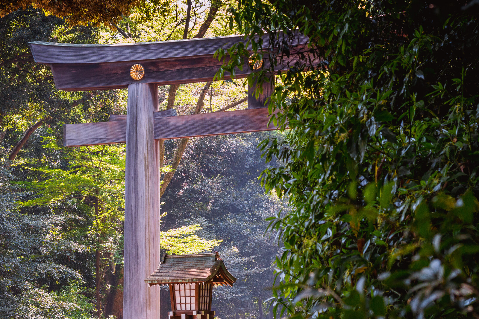 Enormous torii gates at Meiji Shrine between green trees, leading into the forest