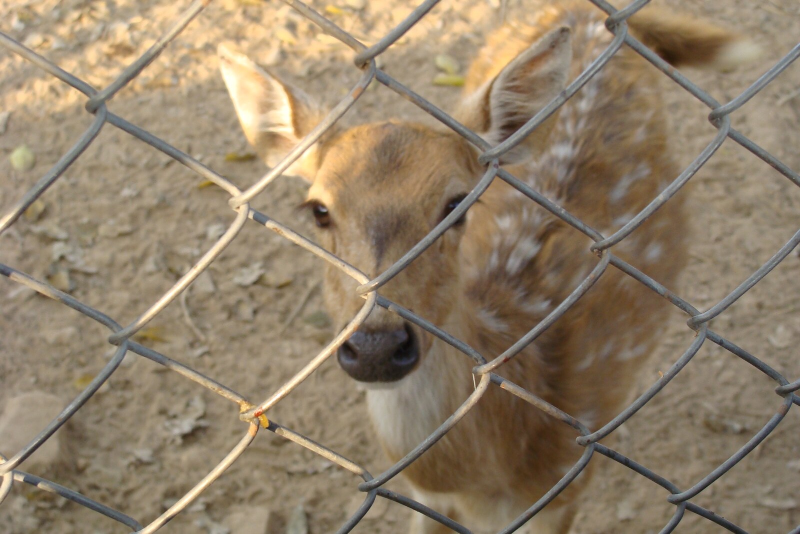 A deer in the Sarnath park associated with the tradition of Buddha's first sermon.