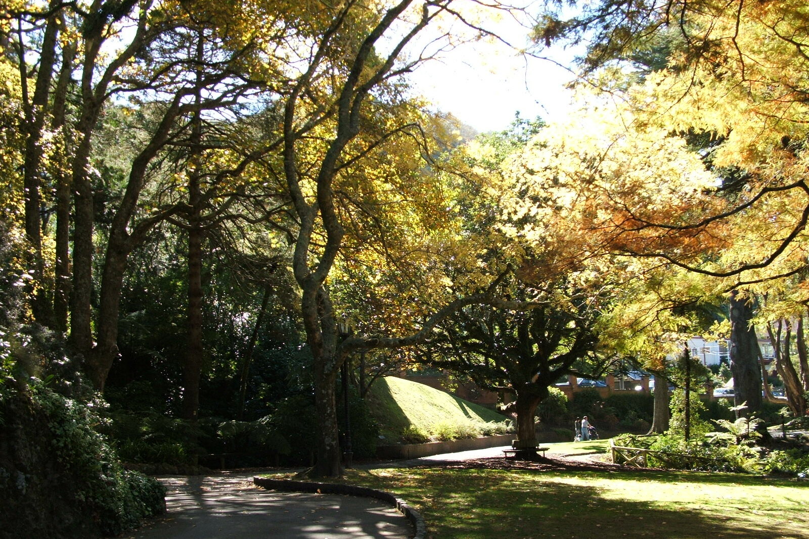 A path in the botanic garden, with ferns and trees along its edges.
