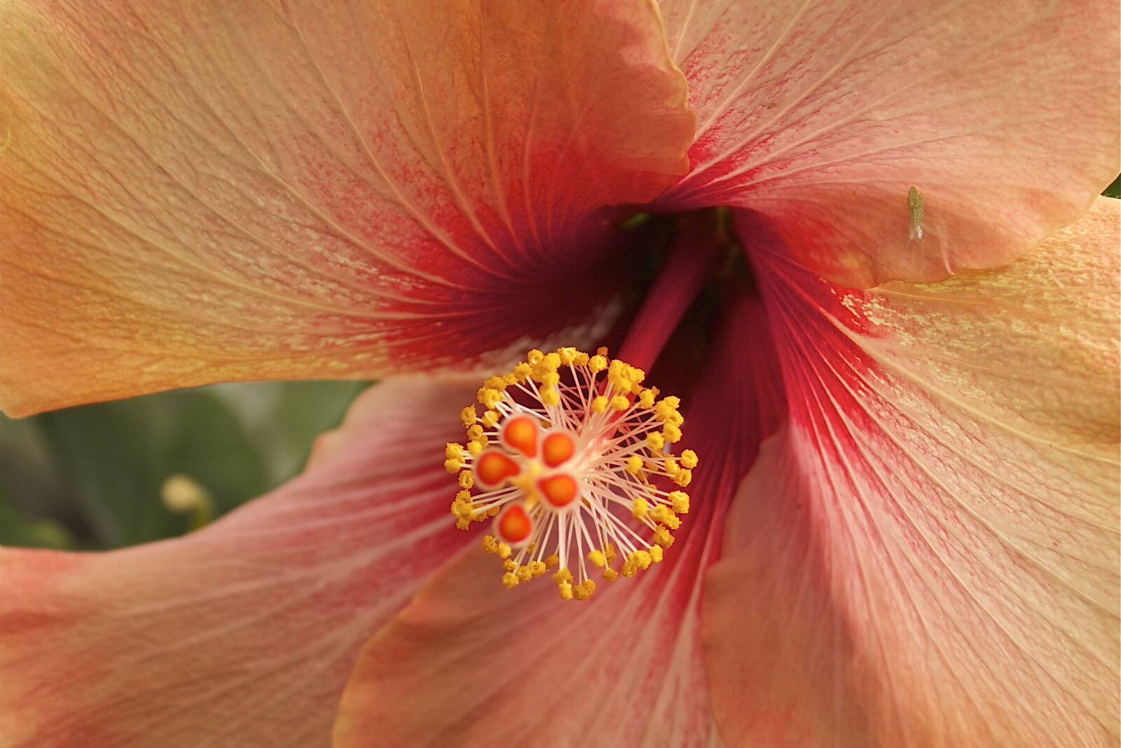 An exotic flower against a backdrop of greenery in a greenhouse.